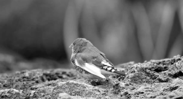 istock Female House Finch 1470628141