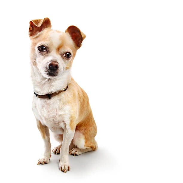 Little Chihuahua Poses On White stock photo