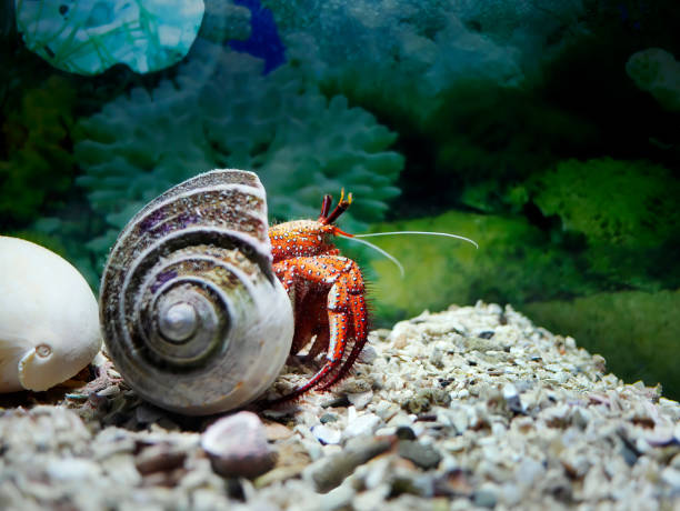 um caranguejo eremita manchado branco colorido, caranguejo eremita canhoto, dardanus megistos, escondido no tanque do recife de coral, phuket aquarium - sea snail - fotografias e filmes do acervo