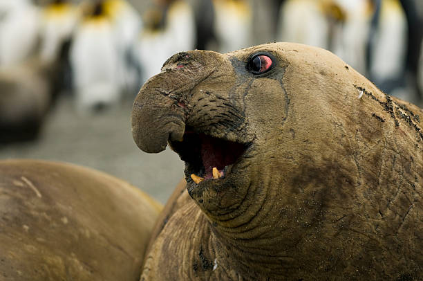 elefante-marinho masculino - animal elephant seal seal yawning - fotografias e filmes do acervo