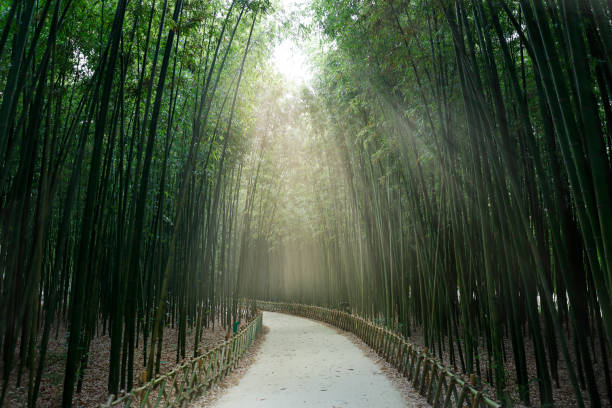 plant - bamboo grove imagens e fotografias de stock