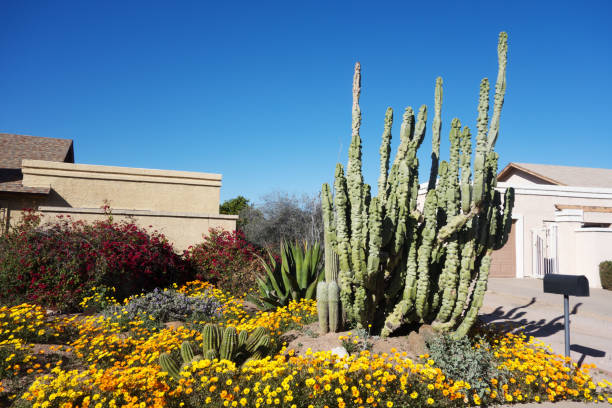 тотемные полюсные кактусы в ксерискейпированном переднем дворе - arizona phoenix desert tucson стоковые фото и изображения