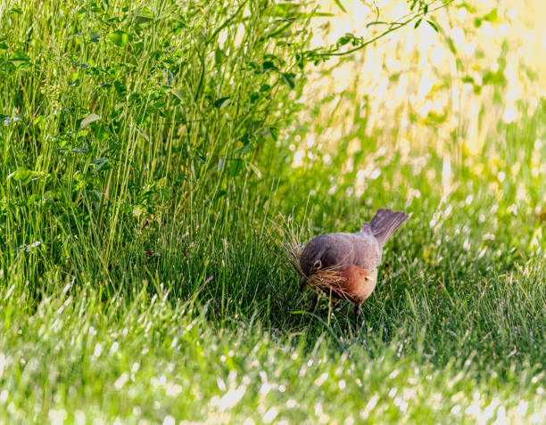 American Robin gathering nesting material in it's beak, in the spring.  A robin in a garden is gathering grass and small twigs in it's bill to help build a nest.