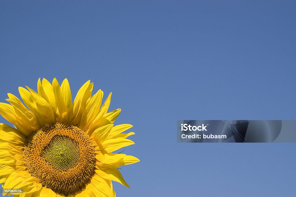 Sunflower - Royalty-free Aberto Foto de stock