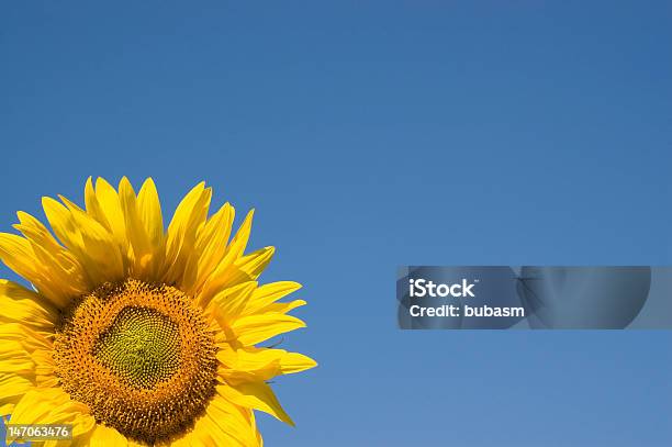 Sunflower - Fotografias de stock e mais imagens de Aberto - Aberto, Agricultura, Amarelo