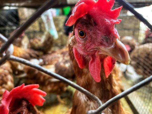 istock Chicken animals in the cage 1470634869