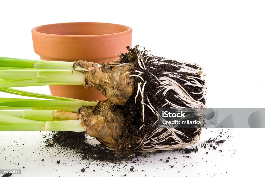 Saplings con raíces y un potenciómetro - Foto de stock de Blanco - Color libre de derechos