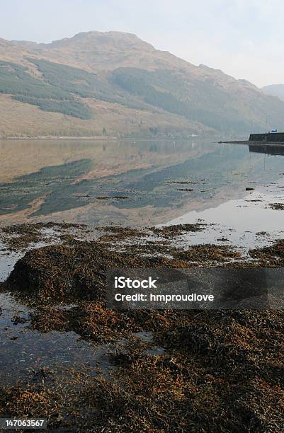 海藻 - カラー画像のストックフォトや画像を多数ご用意 - カラー画像, スコットランド, スコットランド文化