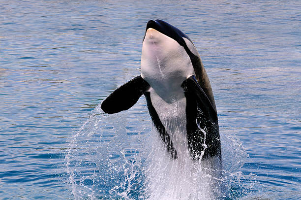 ballena orca saltar fuera del agua - backwash fotografías e imágenes de stock