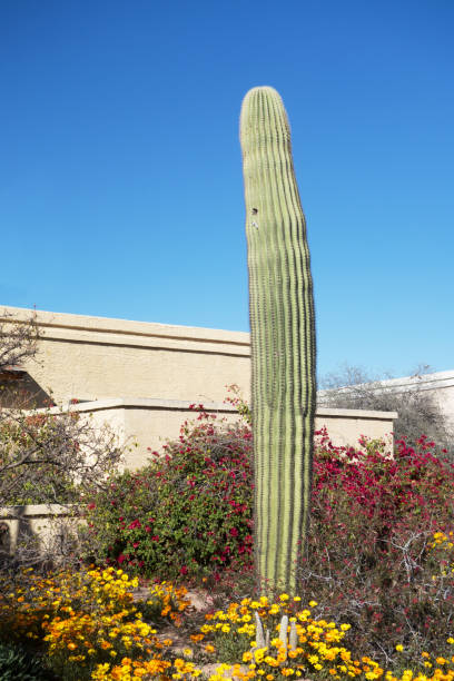 istock Columnar Saguaro with African Daisy and Bougainvillea 1470636131