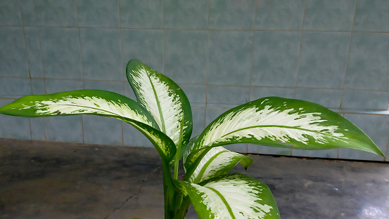 Beautiful ornamental plant Chinese evergreen Aglaonema with home wall background.