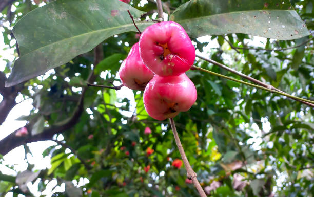 istock Sweet apple water fruit 1470637073