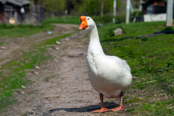 istock A goose stands on a dirt path in front of a house. 1470637192