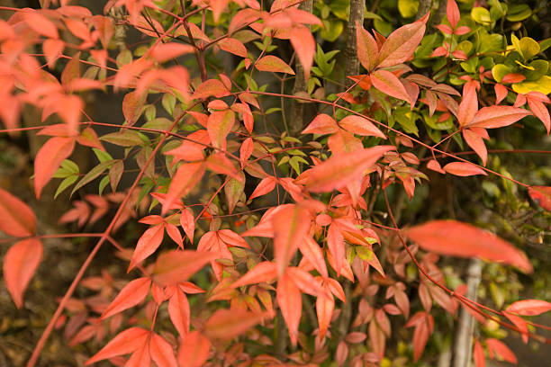 nandina domestica - 11247 foto e immagini stock