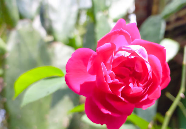 Cropped natural rose, gift to the mother.