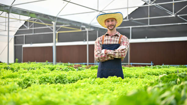 exitoso y feliz agricultor caucásico se para con los brazos cruzados en su invernadero - farmer salad fotografías e imágenes de stock