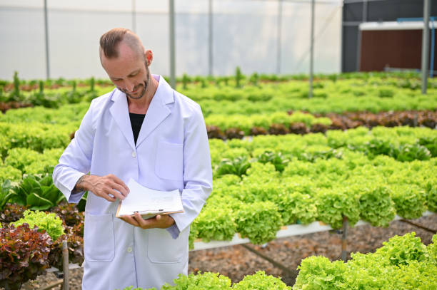 istock A determined Caucasian male biologist working in the hydroponic greenhouse. 1470639367
