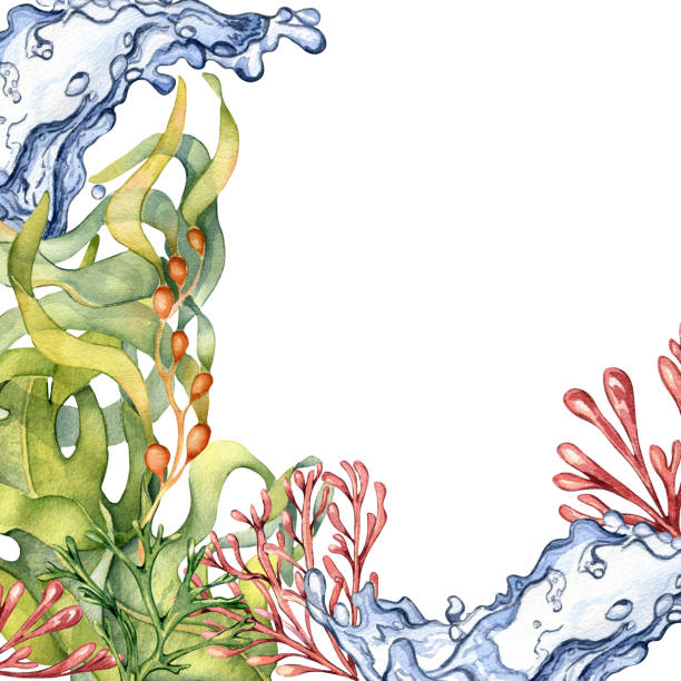 흰색에 격리된 다채로운 바다 식물 수채화 그림의 프레임. - spirulina pacifica illustrations stock illustrations