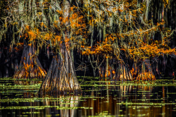 istock Caddo Lake in Autumn 1 1470639512