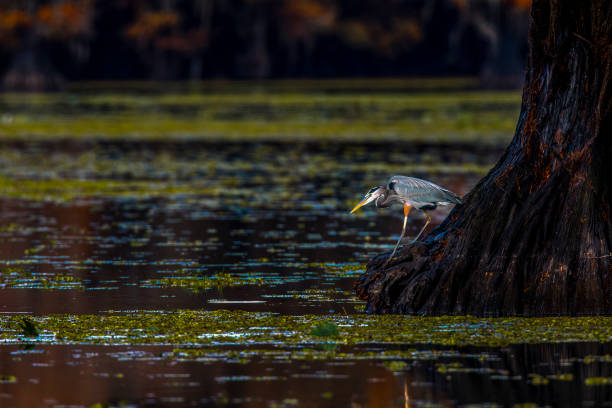blue heron in a marsh