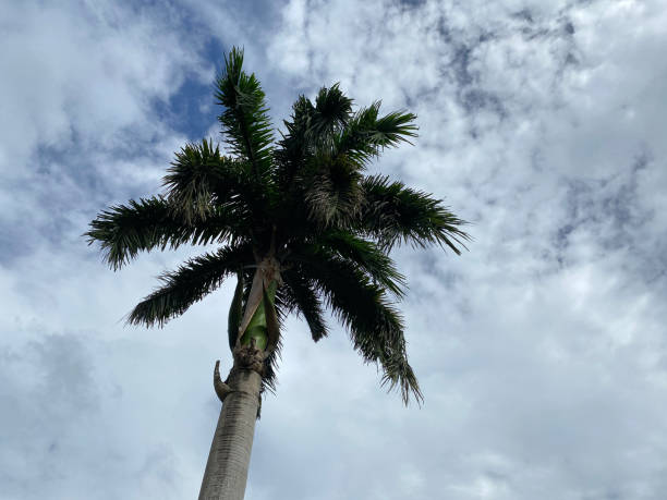 istock King Alexander Palm tree (Archontophoenix Alexandrae) under a blue cloudy sky. low angle shot. 1470639528