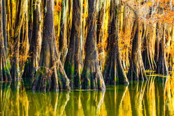 Caddo Lake, Texas, late afternoon light, fall colors, cypress trees with Spanish moss, late November