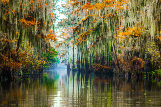 Caddo Lake, Texas, late afternoon light, fall colors, cypress trees with Spanish moss, late November