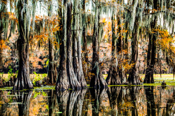 istock Caddo Lake in Autumn 18 1470639632