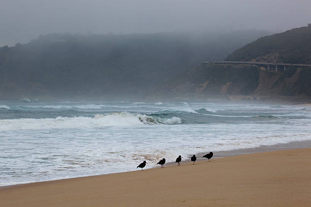 De Oyster Catchers - foto de acervo