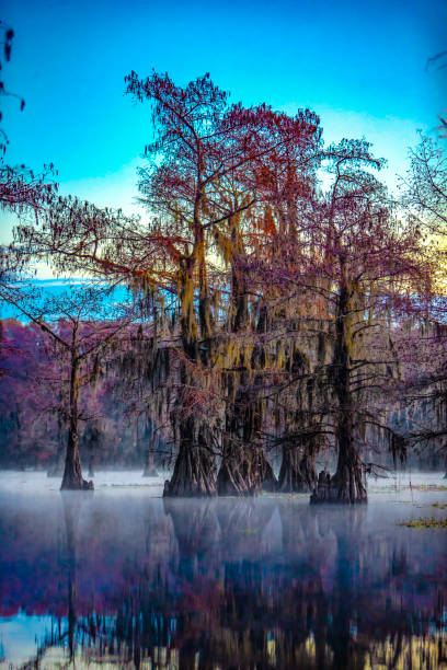 istock Caddo Lake in Autumn 20 1470640137