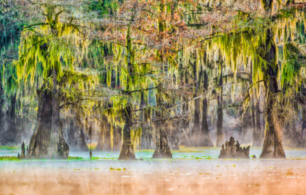 istock Caddo Lake in Autumn 25 1470640154