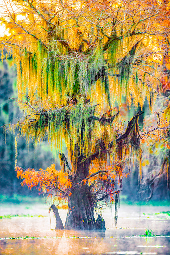 Caddo Lake, Texas, early morning light, fall colors, cypress tree with moss, late November