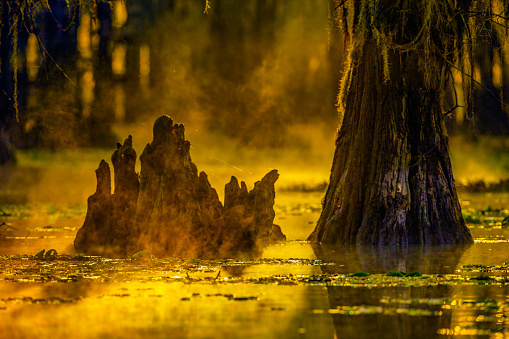 Caddo Lake, Texas, early morning, late November, cypress tree stump with rising fog off of the water of the lake