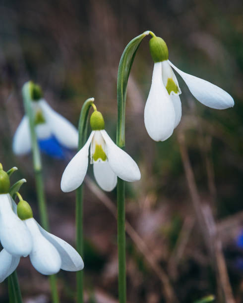 First spring snowdrops in the wild. Flowers of Galanthus First spring snowdrops in the wild. Flowers of Galanthus in nature feodosiya stock pictures, royalty-free photos & images