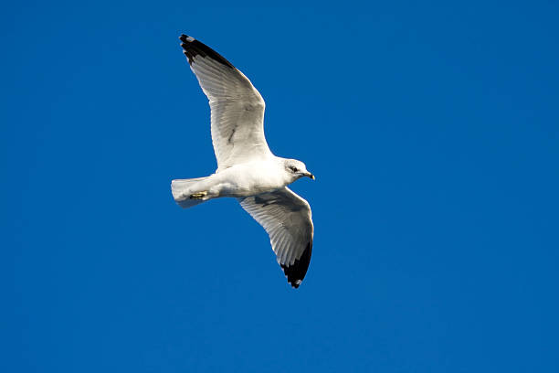 gull stock photo