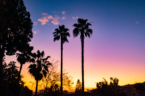 An evening sunset in a residential neighborhood in the Hollywood Hills. Palm Tree silhouettes.