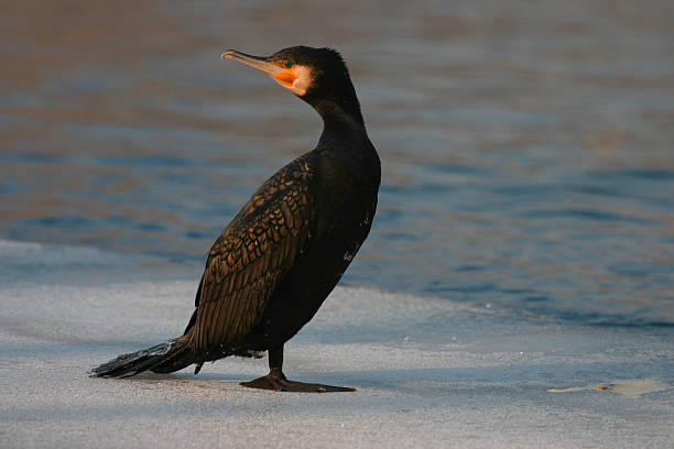 cormorano sul fiume - crested cormorant foto e immagini stock