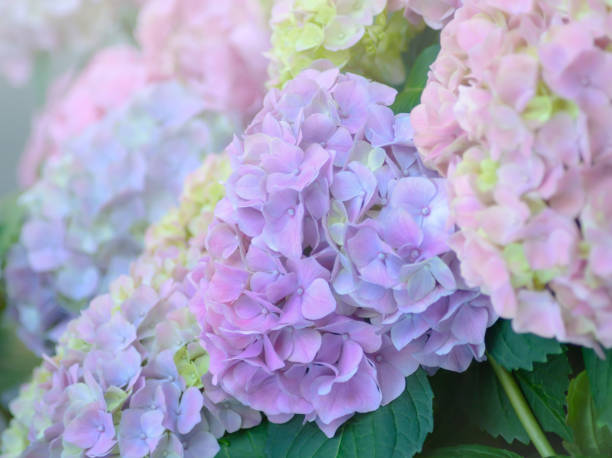 istock Inflorescence of light lilac Hydrangea on a blurred background 1470643155