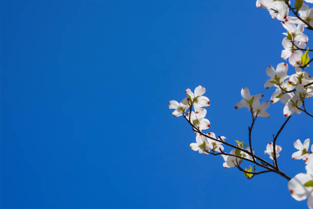 Background with dogwood branch in spring and blue sky in a horizontal format