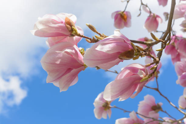 istock Branch with a pink magnolia flower against a blue sky with a cloud 1470643168