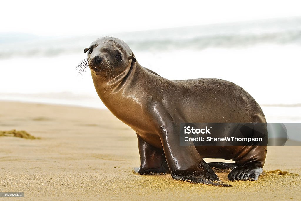 Sealion pup a young sealion pup in southern califonia Animal Stock Photo