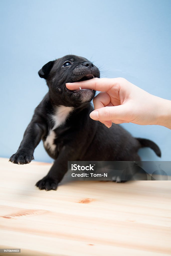 Staffordshire Bull Terrier Welpen 2 Wochen - Lizenzfrei Welpe Stock-Foto