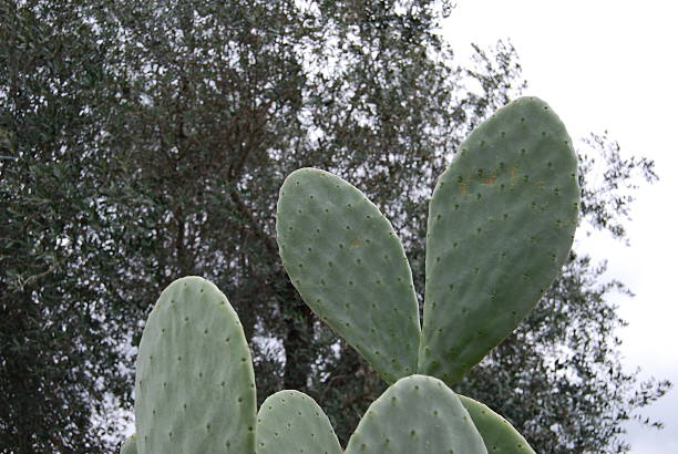 prickly pear stock photo