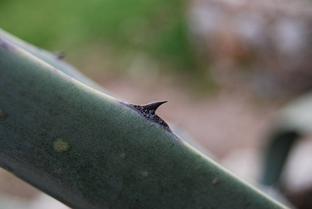 An agave thorn stock photo