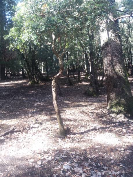 istock Forest in ifrane city 1470644919