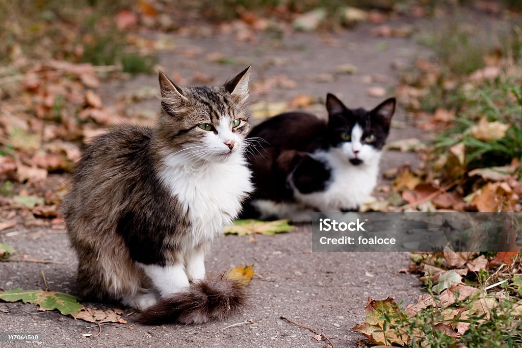 cats on road two cats in park road Animal Stock Photo