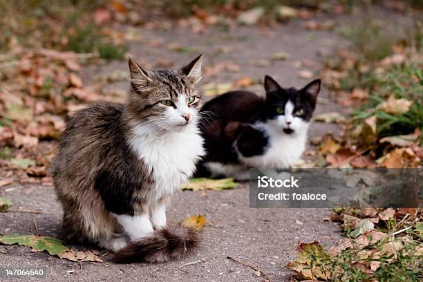 Cats On Road Stock Photo - Download Image Now - Animal, Asphalt, Autumn