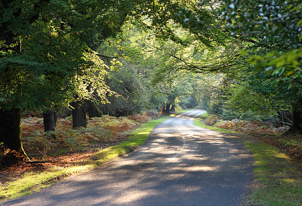 Autumn Drive Tree-lined winding road with autumn colours just emerging, New Forest national park, Hamshire new forest photos stock pictures, royalty-free photos & images