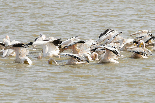 Flock of great white pelicans hunting