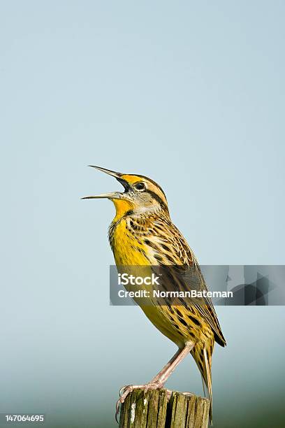 Foto de Jovem Meadowlark Ligando De Um Muro Post e mais fotos de stock de Amarelo - Amarelo, Animal selvagem, Cantar